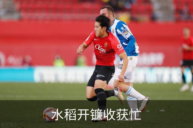 水稻开镰收获忙
